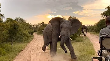 Können Elefanten gefährlich werden?