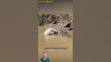 Cá sấu tấn công sinh vật khổng lồ bí ẩn đang uống nước. #shortvideo #shorts  #thegioidongvat.