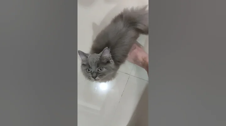 Video 3542301: persian cat meow kucing, persian cat kitten meowing