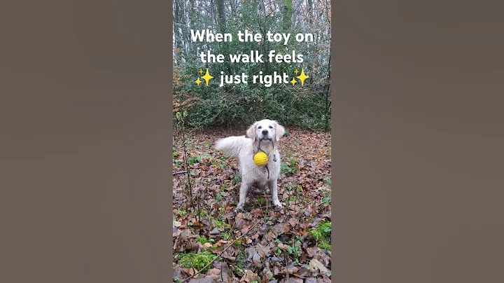 The best toys are always the dirty ones you find along the way 😅 #dogshorts #happy #goldenretriever