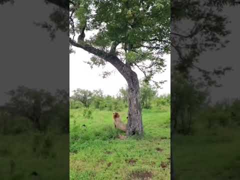 Lion falls from tree #Lion #viralvideo