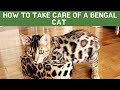 How to take care of a Bengal cat Updated 2021 の動画、YouTube動画。