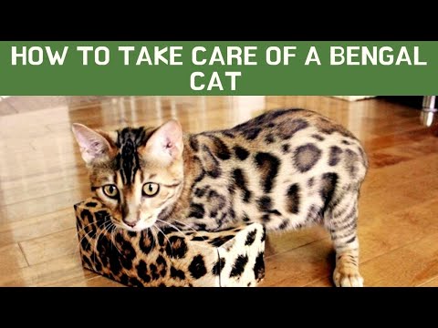 Video: Ako sa starať o bengálsku mačku
