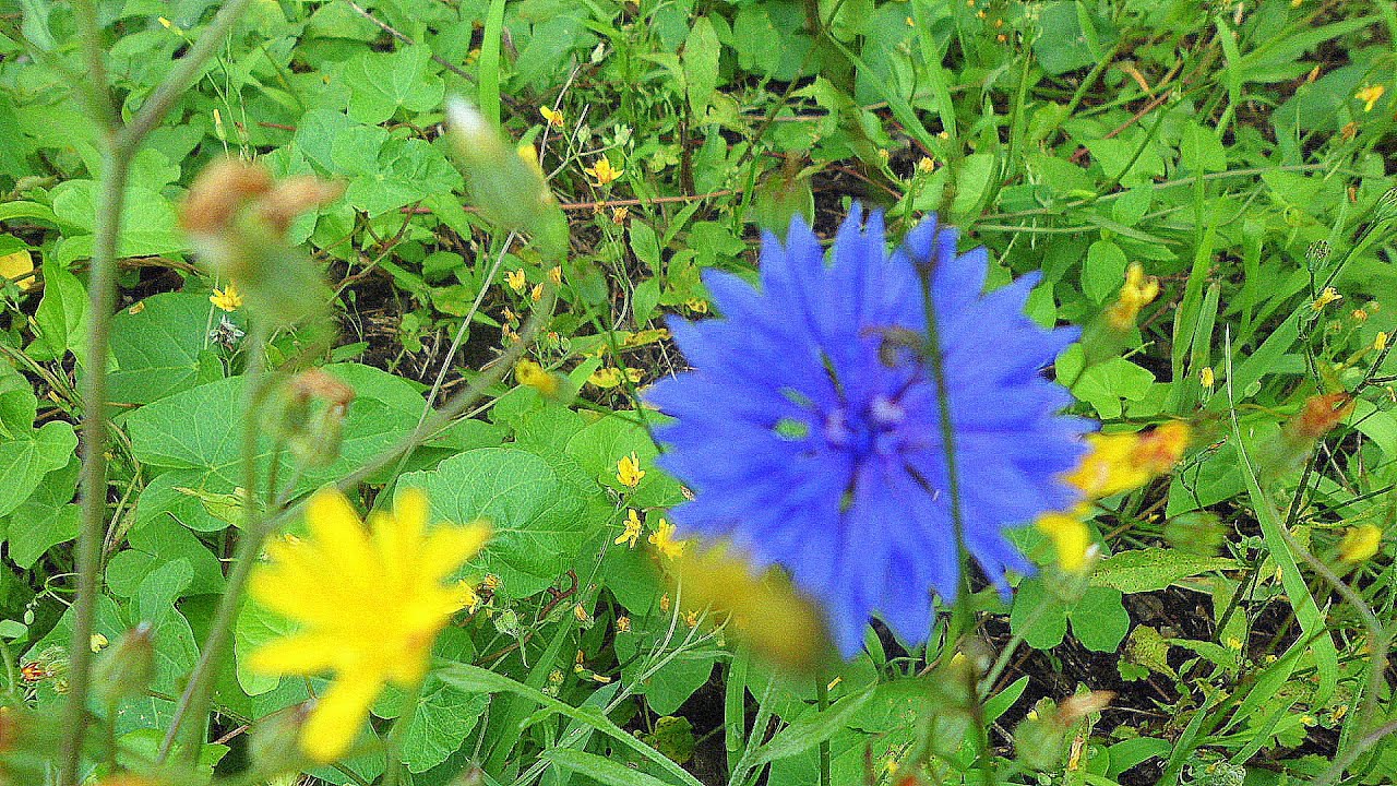LE BLEU DES BLEUETS  GEORGES BRASSENS