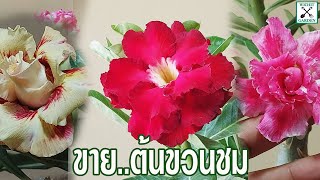 ขายต้นชวนชม ไม้สีดอกซ้อน แดงอุดมทรัพย์ ขนาดกระถาง 8 นิ้ว เสียบบนตอยักษ์ญี่ปุ่น