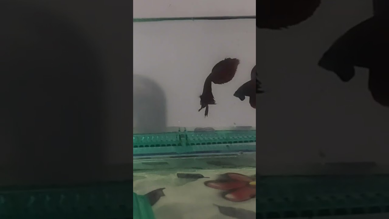 Betta fish fight