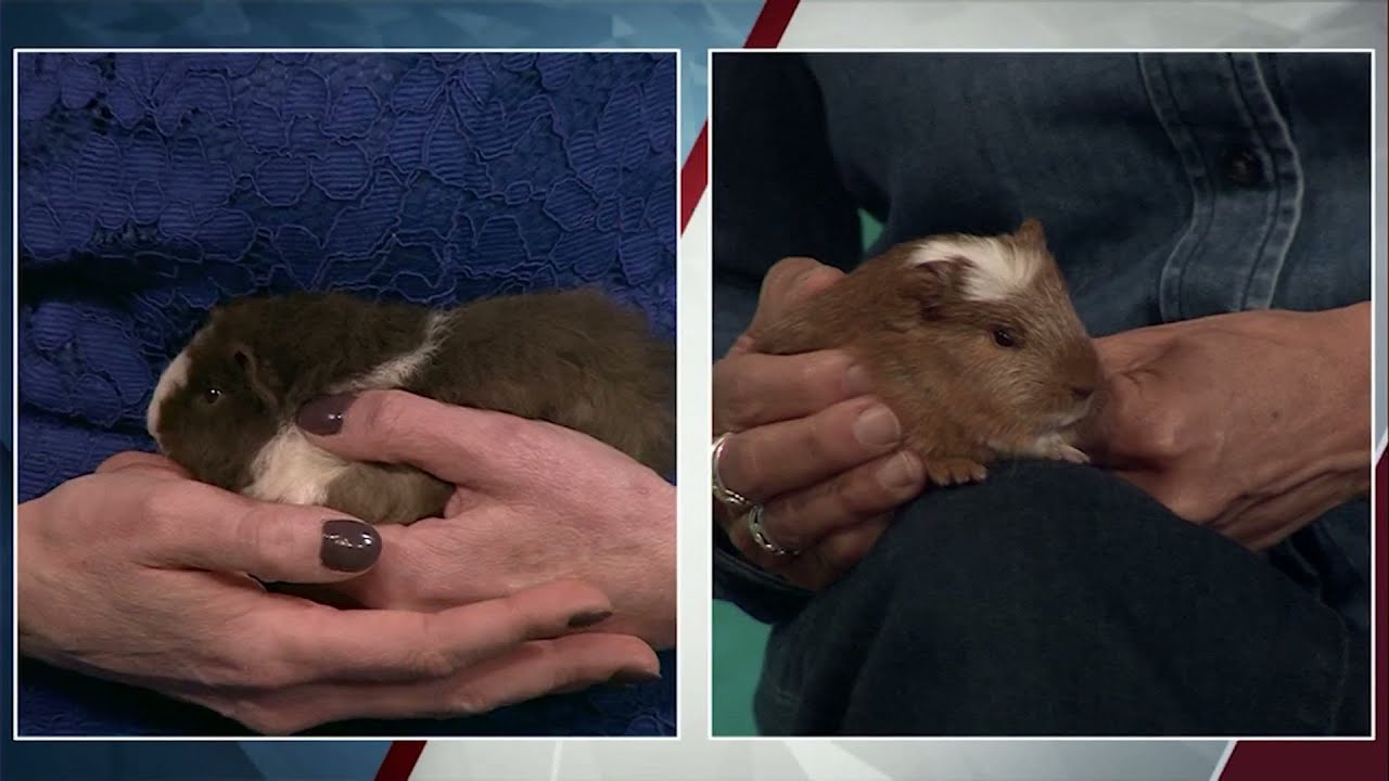 Pet Pals: Pigmund Freud and Pigcasso are a perfect pair of guinea pigs.