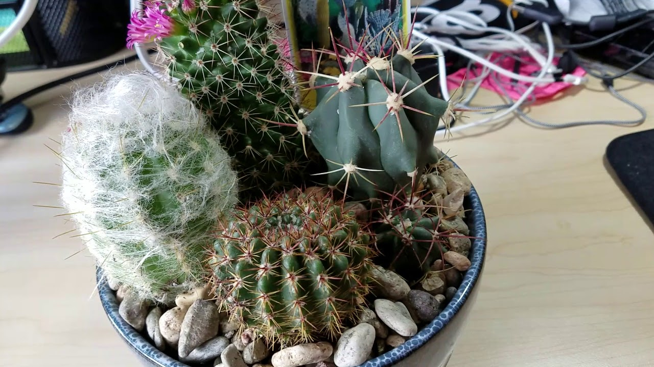 Cactus Update #1 (IT'S BLOOMING!!!) 