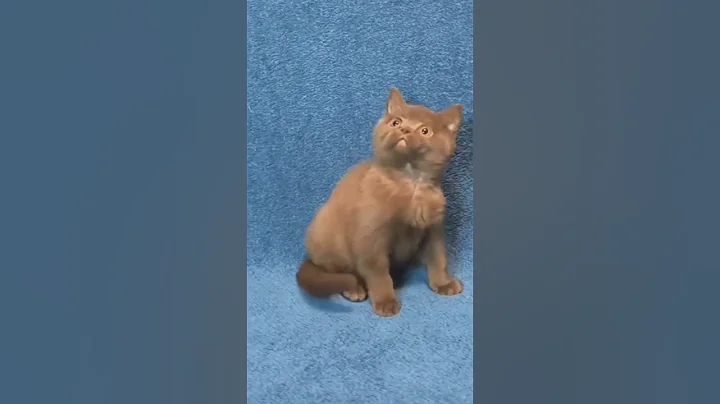 Video 11472041: lovely british shorthair kitten