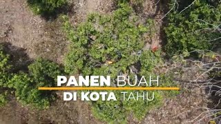 [FULL] PANEN BUAH DI KOTA TAHU | SI BOLANG (10/11/23)