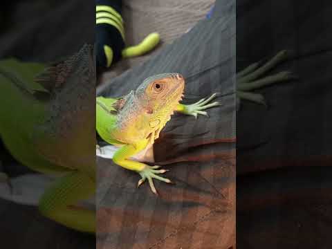 игуана #рептилии #reptiles #iguana #ящерицы #прикольные животные