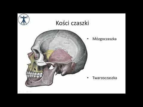 Wideo: Czaszka - Budowa, Funkcja, Uraz