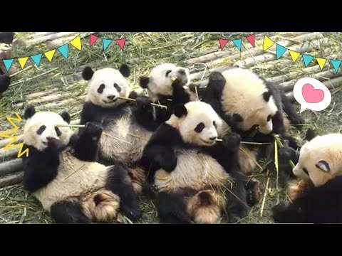 《熊貓主題趴》熊貓幫派的日常行動 | iPanda
