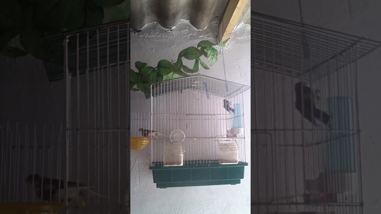 كيفية إنتاج الهجين الحسون