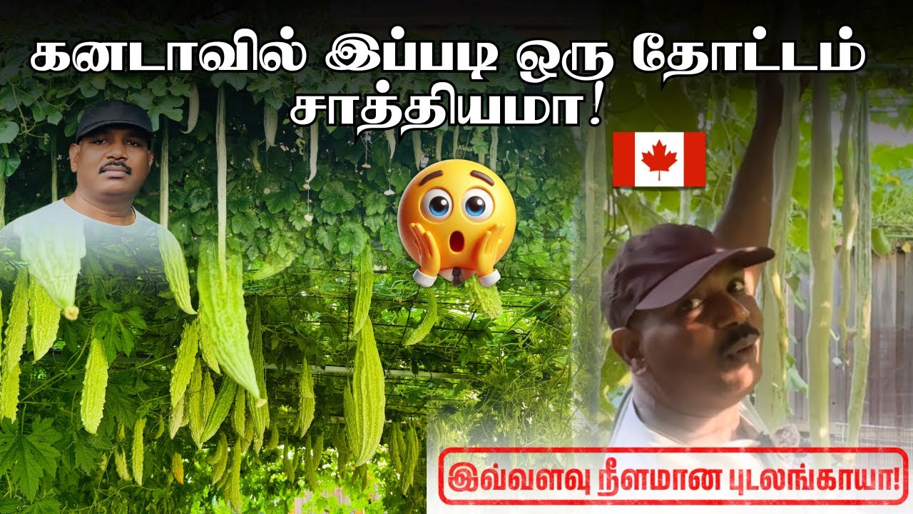 கனடாவில்