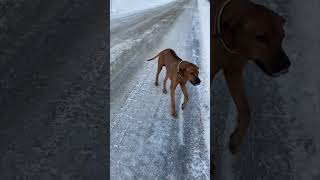 Dog Falls Through Thin Ice