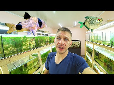 Панда отнерестилась! А Филомена поплыла