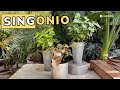 Singonio cuidados y reproduccin de la planta de interior syngonium  jardinatis