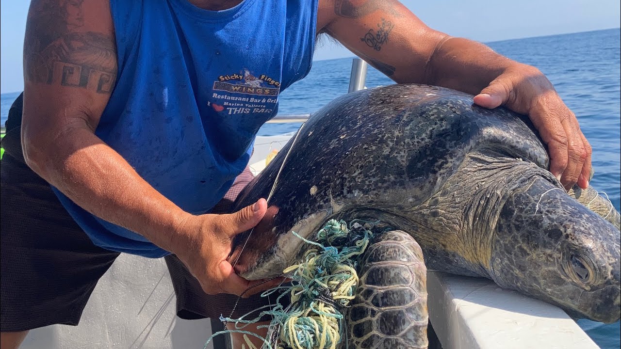 Saving Turtles in Puerto Vallarta with Captain Rick The Fish Finder