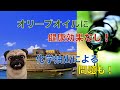 オリーブオイルに健康効果なし！ 化学抽出による影響も！