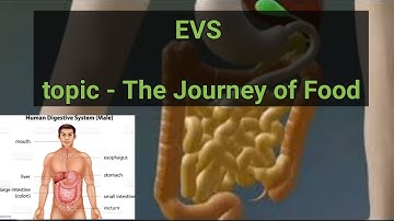 class 5 EVS aps #letslearn Digestive system, The Journey of Food , process digestion