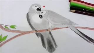 how to draw parrots in love by pencil رسم ثنائي الببغاء بالرصاص خطوة خطوة