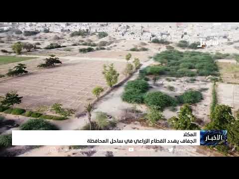 المكلا... الجفاف يهدد القطاع الزراعي في ساحل المحافظة