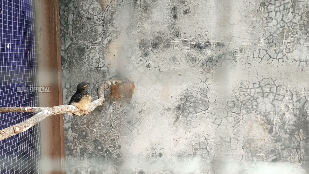 LOLOH INDUK | Trotol Murai Batu Keluar Glodok, Induk Langsung Kawin