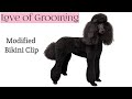 Modified Bikini Clip on a Standard Poodle | Standard Poodle Grooming