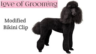 Modified Bikini Clip on a Standard Poodle | Standard Poodle Grooming