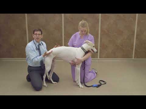 Physical Exam Abdominal Palpation
