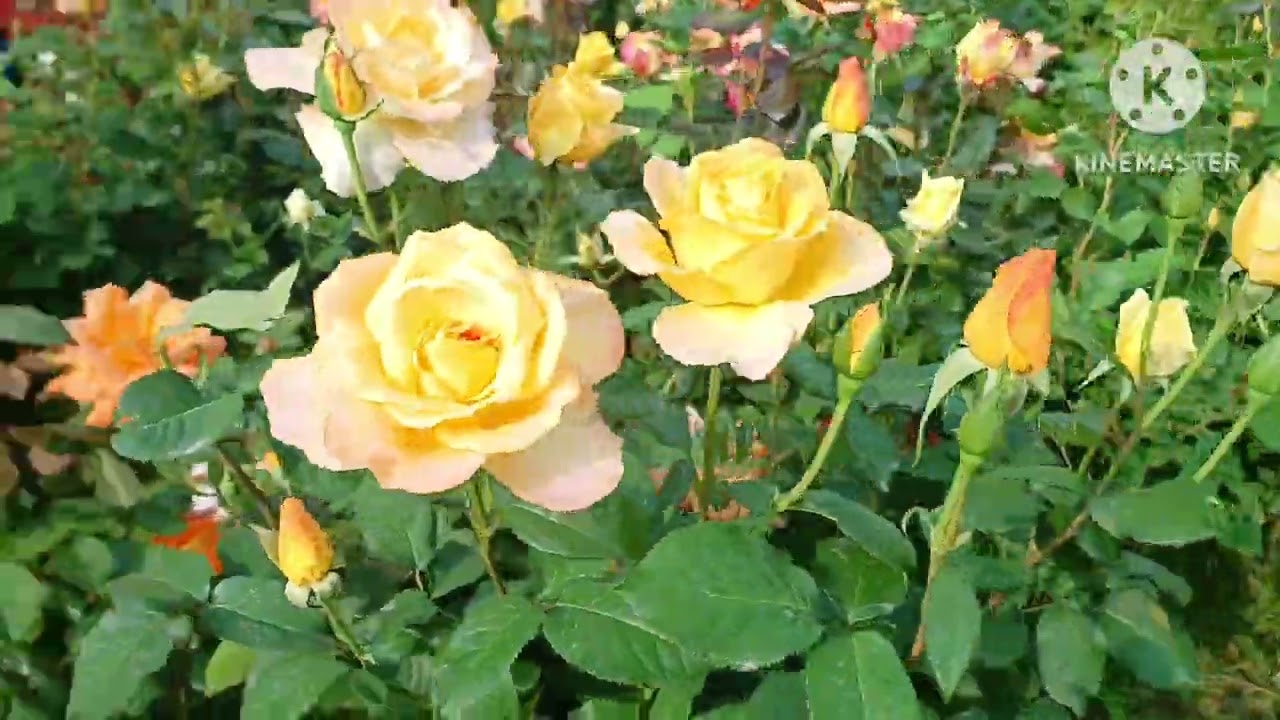 장미축제 17회♤5월꽃의여왕 ☆장미명소 주말가족나들이 ♧걷기좋은코스 ♡서울중랑천@뚝방길따라~ 청둥오리와~잉어떼들~