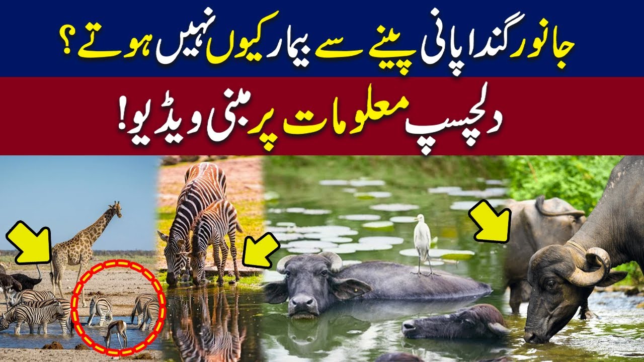 Why Animals Don't Get Sick from Drinking Dirty Water Fascinating