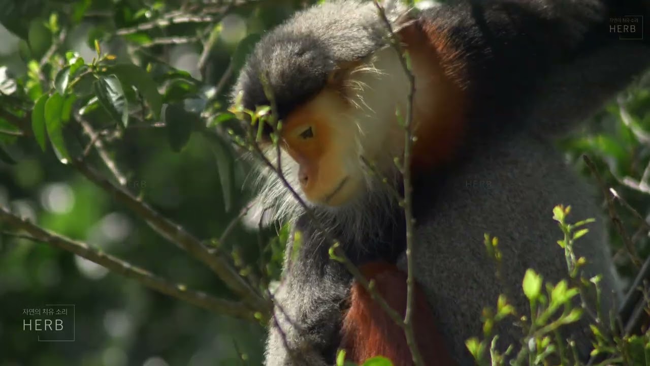 Monkey Life in Spring | Relaxing wildlife ambience