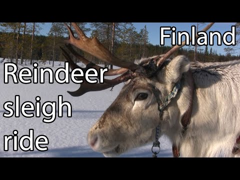 Reindeer Sleigh Ride