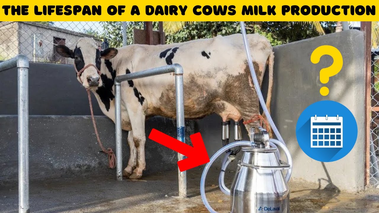 How Long Do Cows Produce Milk Science Behind Dairy Capacity Of A Cow How Long Do Cows Produce Milk Science Behind Dairy Capacity Of A Cow