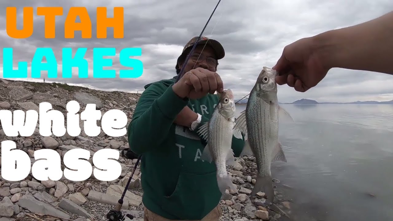 white bass and catfish fishing utah lake fishing 2018 YouTube