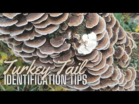 HOW TO TELL TRUE TURKEY TAIL MUSHROOM FROM COMMON IMPOSTERS, With HD Close-Ups