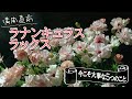 【気をつけてください!】満開目前のランキュラスラックス、だからこそ注意しなければならない事が5つあります!開花後の管理もお話します♪