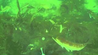 Long Island Sound Kayak Blackfishing in the Shallows: Hot Bite! Underwater View!