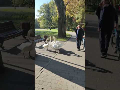 #лебединая песня