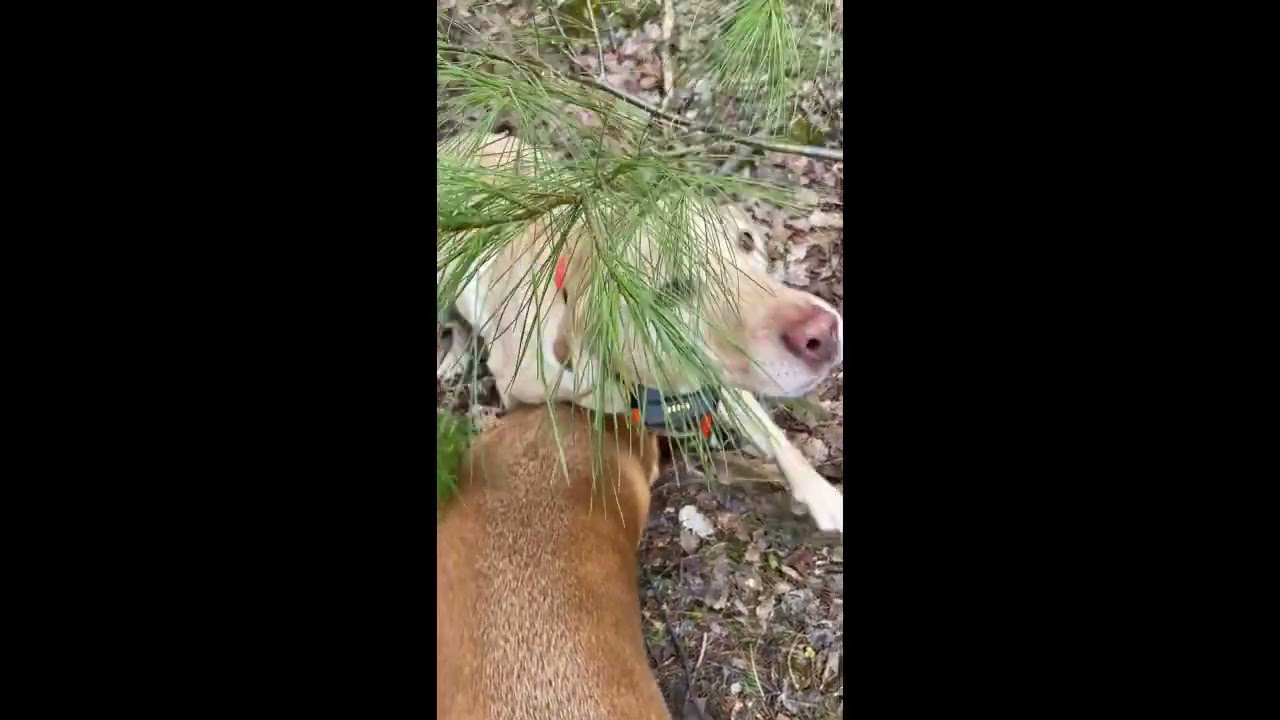 2020 Maine Moose Shed Hunting Season Video