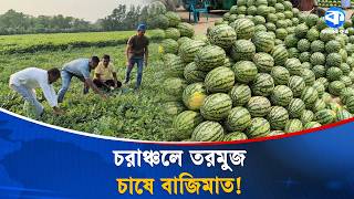সুবর্ণচরের চরাঞ্চলে তরমুজ চাষে ৫০০ কোটি টাকার বাণিজ্যের সম্ভাবনা |  Subarnachar | Watermelon