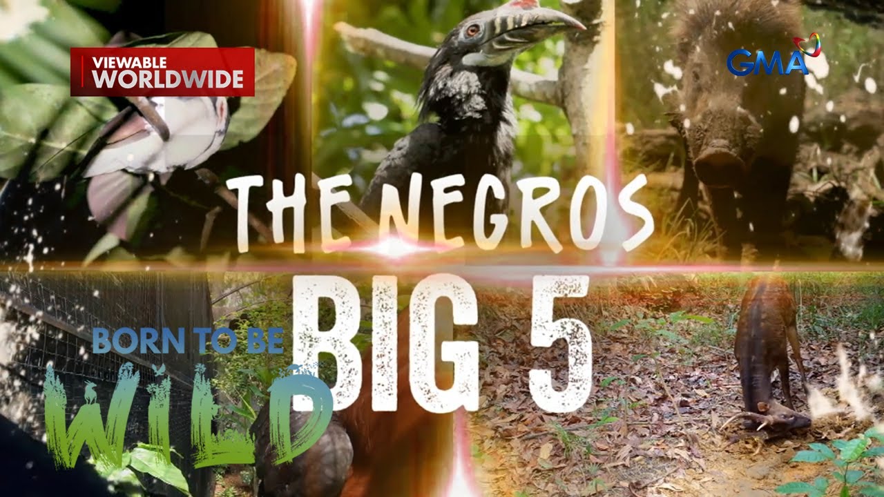 Ang big 5 ng Negros, kilalanin! | Born to be Wild