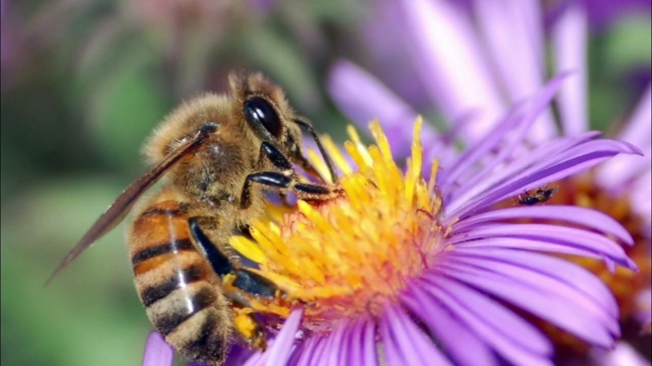 Выделение нектара. Гималайская медоносная пчела. Пчела фото. Пчела собирает нектар. Пчела с нектаром.