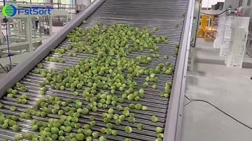 Brussels sprouts sorting grading machine adjustable roller size grader spruitjes sorteermachine