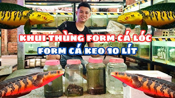 Khui Cá Lóc Form Keo 10 Lít Đem Lên Hồ Kính Form Cá Lóc Vẫy Rồng