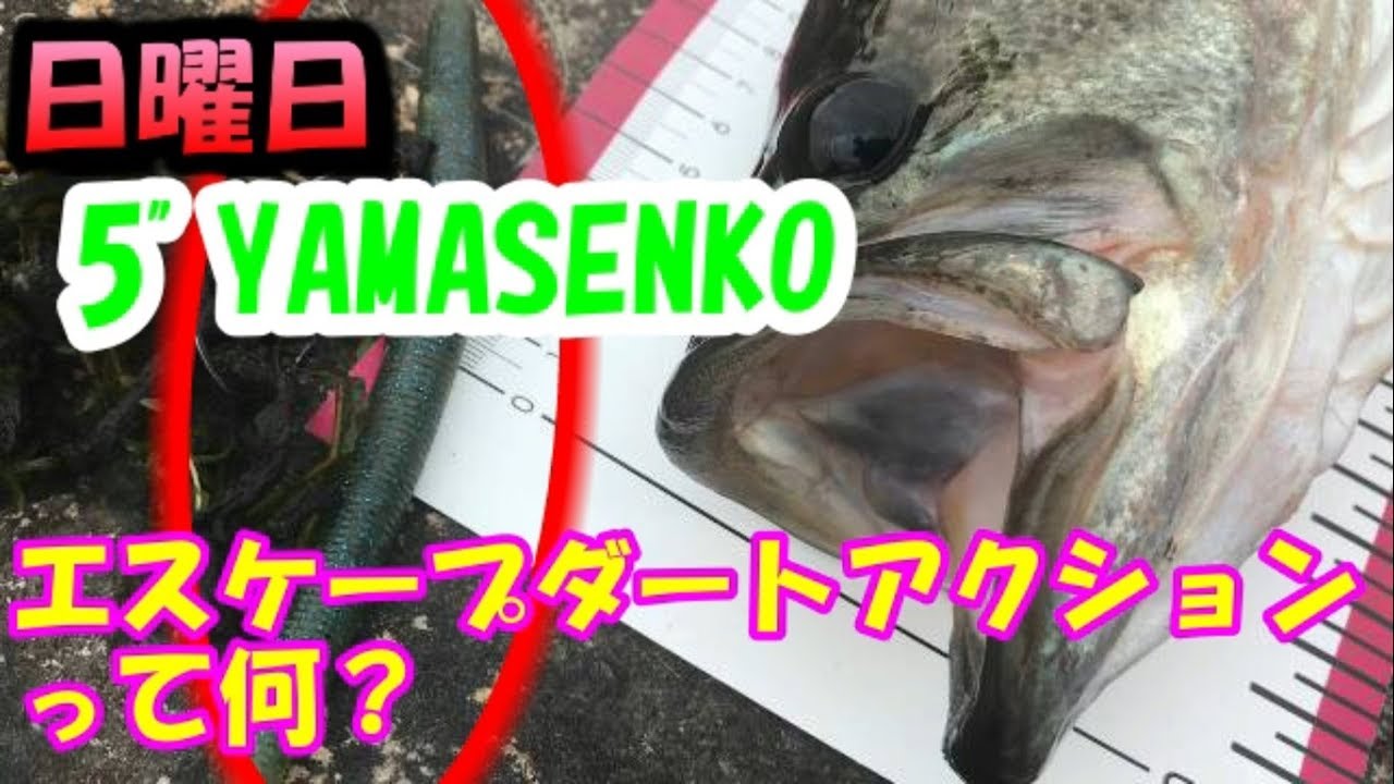 バス釣り 琵琶湖 南湖西岸でウェーディングしたら最高の結果になった ゲーリーヤマモト Youtube バス釣り 琵琶湖 南湖西岸でウェーディングしたら最高の結果になった ゲーリーヤマモト Youtube