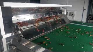 Globe Red Chili Sorting