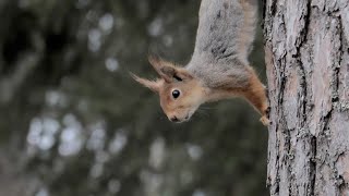 Squirrel Sounds - Northern Sweden screenshot 3